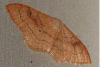 Idaea rubraria