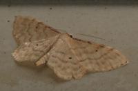 Idaea fuscovenosa