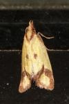 Agapeta zoegana