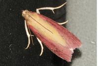 Oncocera semirubella