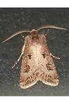 Agrotis bigramma