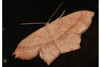Scopula imitaria