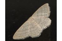 Idaea subsericeata