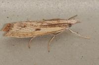Agriphila inquinatella