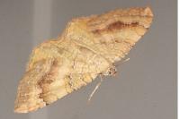 Camptogramma bilineata