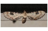 Eupithecia centaureata