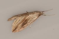 Evergestis forficalis