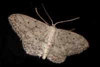 Idaea seriata