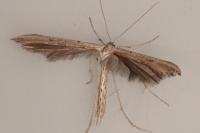 Emmelina monodactyla