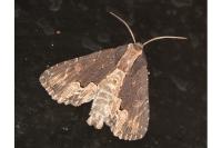 Dypterygia scabriuscula