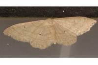 Idaea straminata