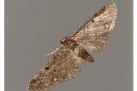 Eupithecia tripunctaria