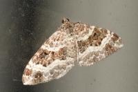 Epirrhoe alternata