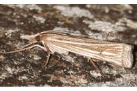 Ancylolomia tentaculella