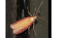 Oncocera semirubella