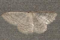Idaea subsericeata