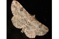 Peribatodes rhomboidaria