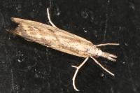 Agriphila inquinatella