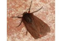 Phragmatobia fuliginosa