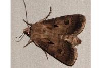 Agrotis exclamationis