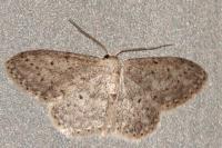 Idaea seriata