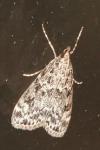 Eudonia mercurella