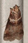 Acrobasis tumidana