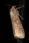 Spodoptera exigua