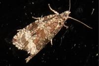 Celypha lacunana