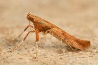 Caloptilia hemidactylella
