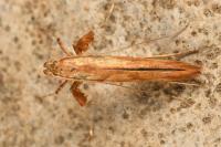 Caloptilia hemidactylella