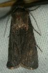 Agrotis segetum
