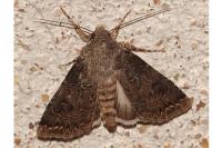 Agrotis bigramma
