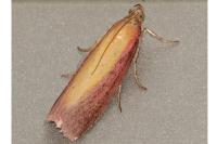 Oncocera semirubella