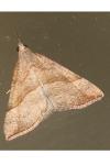 Hypena proboscidalis