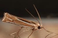 Ancylolomia tentaculella