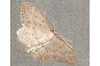 Idaea seriata
