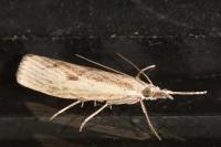 Agriphila inquinatella