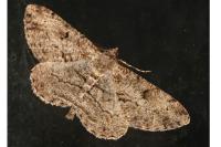 Peribatodes rhomboidaria