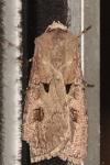 Agrotis exclamationis