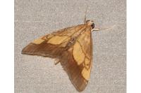 Evergestis limbata