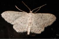 Idaea seriata