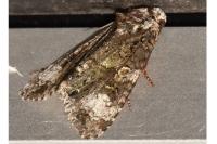 Craniophora ligustri