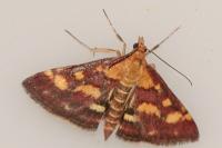 Pyrausta purpuralis