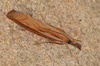 Agriphila tristella