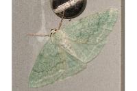 Pseudoterpna pruinata