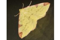 Opisthograptis luteolata