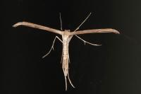 Emmelina monodactyla