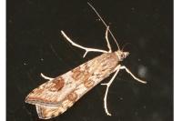 Nomophila noctuella