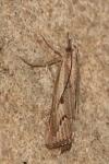 Agriphila geniculea